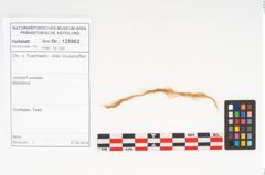 Foto von Textil (NHMW-PRAE-125862)